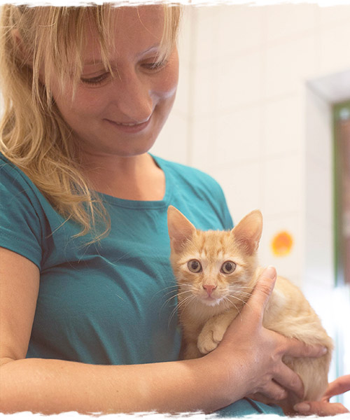 Katze entspannt mit Tellington TTouch 